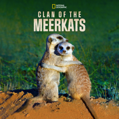 Clan Of The Meerkats