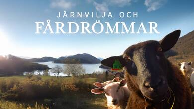 Järnvilja och fårdrömmar