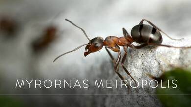 Myrornas Metropolis