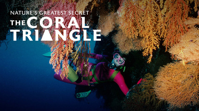 Nature's Greatest Secret - The Coral Triangle