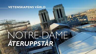 Notre-Dame återuppstår