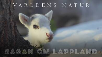 Sagan om Lappland