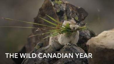 The Wild Canadian Year