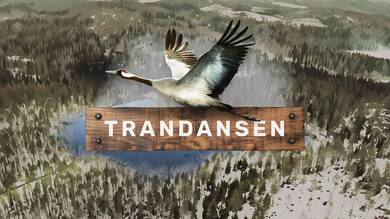 Trandansen