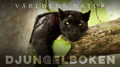 Världens natur: Djungelboken