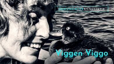 Viggen Viggo